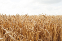 Συνεχίζονται οι επαφές με την Τουρκία για την εξαγωγή ουκρανικών σιτηρών, σύμφωνα με το Κρεμίλο