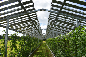 BayWa r.e.: Ανάπτυξη στον τομέα των Αγρο-βολταϊκών με το έργο Fruitvoltaics στην Ολλανδία
