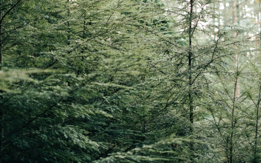 Πόσο κοστίζει φέτος το φυσικό χριστουγεννιάτικο δέντρο
