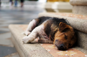 Ηράκλειο: Σύμβαση του δήμου με κτηνιάτρους για τη διαχείριση των αδέσποτων ζώων