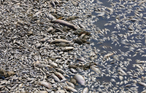 Σε κατάσταση Έκτακτης Ανάγκης Πολιτικής Προστασίας ο Βόλος, λόγω των νεκρών ψαριών στον Παγασητικό κόλπο