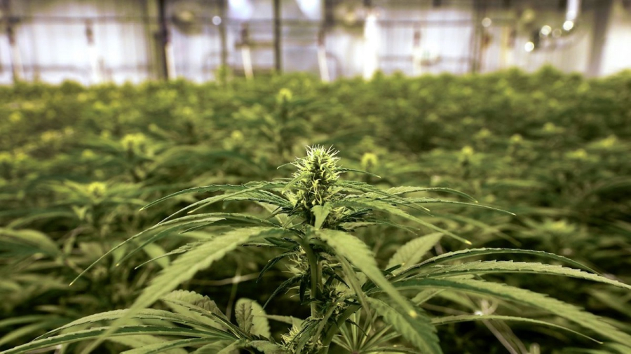 Η Γερμανία νομιμοποιεί την κάνναβη για ψυχαγωγικούς σκοπούς