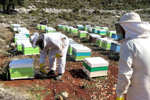 Μέλι Καστελόριζου: Διάκριση με Platinum βραβείο γεύσης