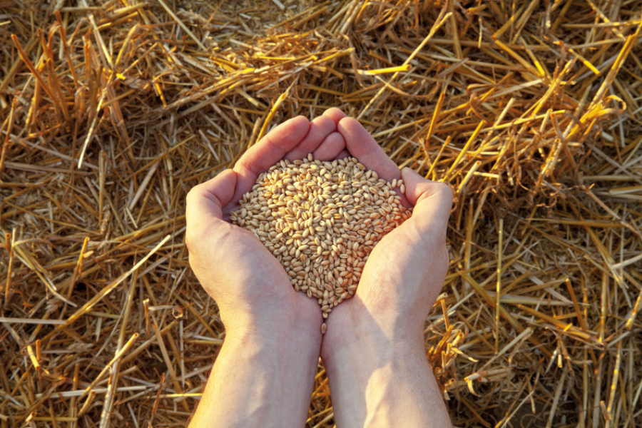 ΟΗΕ: Η Ρωσία κατηγορείται πως προκάλεσε «παγκόσμια επισιτιστική κρίση»