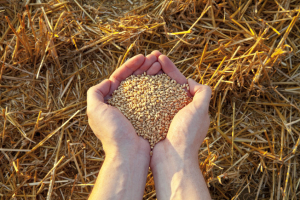 ΟΗΕ: Η Ρωσία κατηγορείται πως προκάλεσε «παγκόσμια επισιτιστική κρίση»