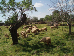 ΥΠΑΑΤ: Πληρωμή 22,7 εκατ. ευρώ για αποζημιώσεις κτηνοτρόφων λόγω ευλογιάς και αφθώδους πυρετού