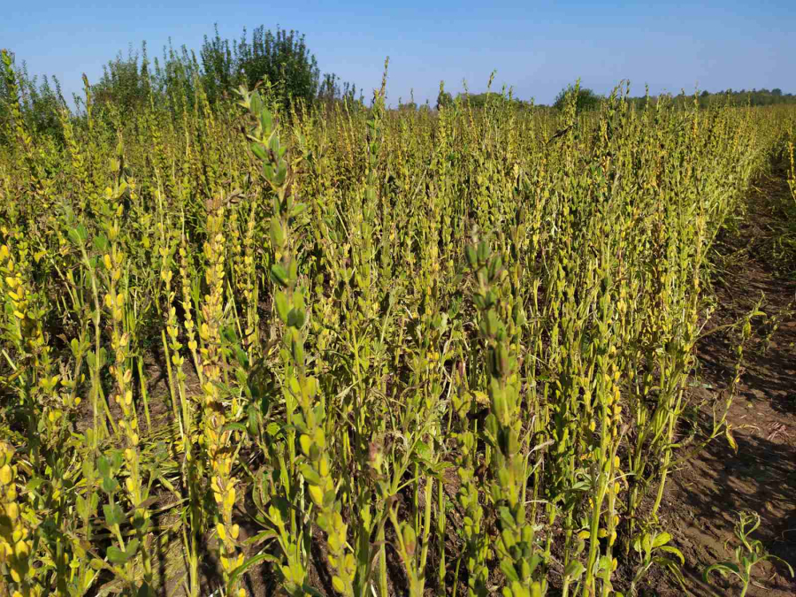 Φωτογραφια από τη συλλογή του εργαστηρίου Γεωργίας του πανεπιστημίου Θεσσαλίας