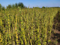 Επιστροφή στην καλλιέργεια σουσαμιού για την ανασυγκρότηση της θεσσαλικής γεωργίας