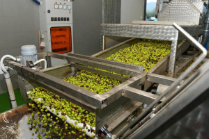 Πληρώθηκαν οι ενισχύσεις στα ελαιοτριβεία των πυρόπληκτων περιοχών