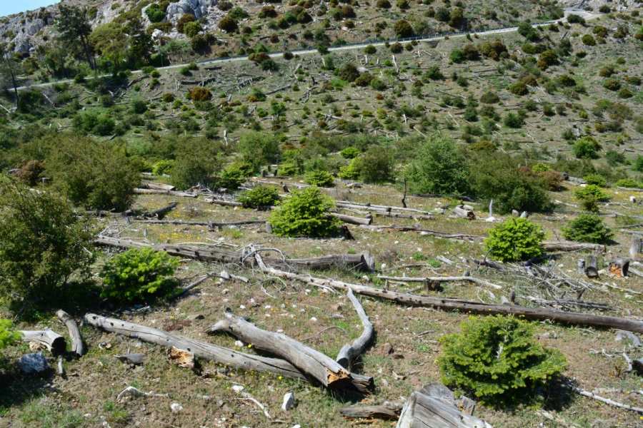 Coca - Cola στην Ελλάδα: Αποκατέστησε 7.715 στρέμματα δάσους σε Βαρυμπόμπη - Τατόι